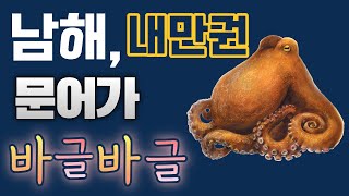 남해에 문어가 이렇게 많다고 2021 09 08 양박사 스킨해루질 돌문어 [upl. by Oloapnaig]