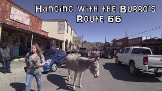 Visiting Oatman Arizona an Old Ghost Town on Historic Route 66 Wild Burros in the Streets [upl. by Boone11]