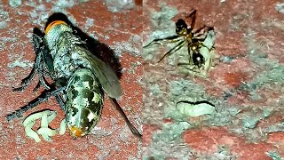 Pheidole ants taking away maggots from dead fly [upl. by Ahsya]