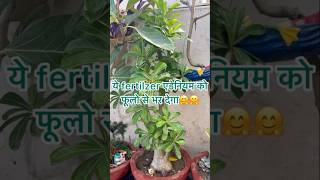 Ye fertiliser adenium ko phoolo se bhar dena jarur daale gardningtipsadeniumcare youtubeshort [upl. by Roter]