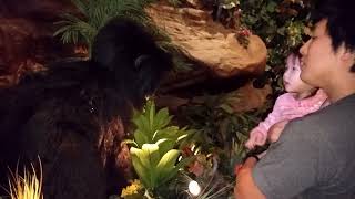 Toddler scared of animatronic gorillas in a Rainforest Café [upl. by Neeruam]