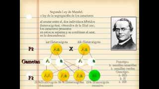 Mendel explica su segunda ley o ley de la segregación de los caracteres [upl. by Noslrac572]