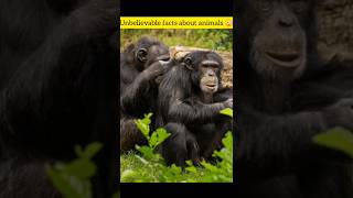 Chimpanzees useMatricaria chamomillaleaves to protect themselves from lice [upl. by Leahicm499]