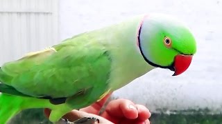 Indian Ringneck Parrot talking and whistling cute bird [upl. by Ayital332]