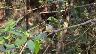 ルリビタキ Red Flanked Bluetail  EOS R6  RF600mm F11 [upl. by Sally]