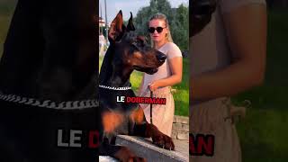 TOP 3 DES CHIENS LES PLUS MUSCLÉ  💪🏼🐶 animale animaux chien chiens chiene fort muscle [upl. by Edee]