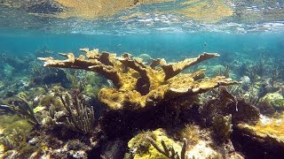 Elkhorn Coral Acropora palmata [upl. by Pelagi974]