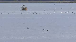 Hundreds of Trumpeter Swans amp Ducks at Kimiwam Park McLennon [upl. by Ahsemak]