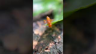 Pseudomyrmex Cf pallidus en Tolima Colombia [upl. by Tacy]