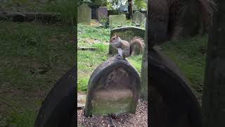 Cemetery 🪦 squirrel Cyril 🐿️ 😋 [upl. by Jarid]