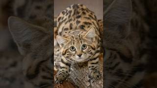 Meet the Adorable Black Footed Cat [upl. by Airekat]