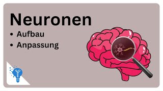 Die faszinierende Welt der Neuronen  Anatomie2Go [upl. by Sset208]