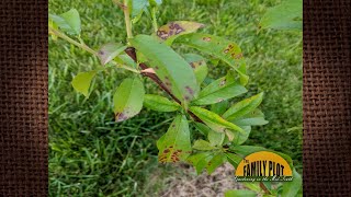 QampA  What are these spots on the leaves of my peach tree [upl. by Rusell]