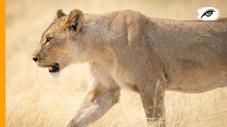 The Lion Hunt Etosha National Park [upl. by Dutchman]