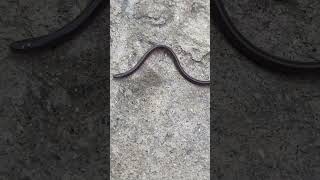 Common blind snake Non poisonous [upl. by Nylarat304]