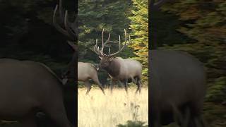 Rutting Elk … Whos Ready shorts elk idaho [upl. by Bernadette]