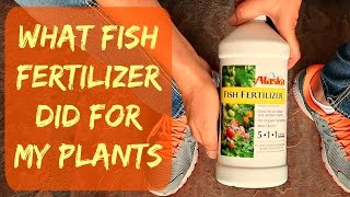 UPDATE  Alaska Liquid Organic Fish Fertilizer For Plants amp Vegetables  When amp How  Plant Results [upl. by Edouard]