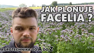 JAK NAPRAWDĘ PLONUJE FACELIA  AGROTECHNIKA od A do Z [upl. by Pilihp]