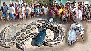 Big size Indian Russell viper snake rescue AiranBanda village 9966333589 WhatsApp [upl. by Smada]