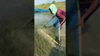 Natural Fishing Technique in Village fishing bigfish foryouシ shorts [upl. by Layman]