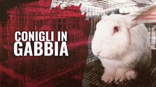 Conigli in gabbia la videoinchiesta di CIWF [upl. by Cissiee930]