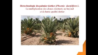 Biotechnologie du Palmier Dattier [upl. by Ear]