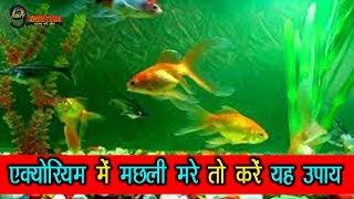 घर में एक्वेरियम में मर जाए मछली तो करें यह उपाय  FISH DIES IN AQUARIUM  ASTROLOGY [upl. by Stauffer]