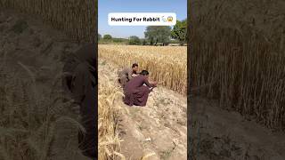 Hunting For Rabbit 🐇😱 hunting Rabbit farming wheat hunter [upl. by Hufnagel]