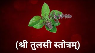 तुलसी स्तोत्रम  Shri Tulsi Stotram  Goddess Sri Lakshmi Devi Songs [upl. by Griffiths]