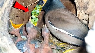 Myna Mom is feeding the kids too many green bugs beautyofnature4988 [upl. by Tenay]