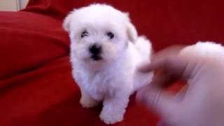 2 Bichon Maltais Font Les Fous [upl. by Lysander]