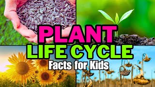 Plant Life Cycle Facts For Kids [upl. by Seibold]