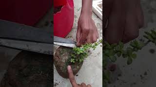 Jada ka plant kaise lagye planting gardening [upl. by Lynad]