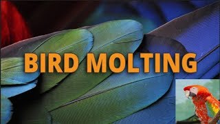 Molting 3 Easy Tips To Help Your Bird Moult urduhindi [upl. by Engracia931]