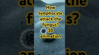 How Lymphocytes attack the fungus 3danimation 3d [upl. by Filahk402]