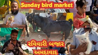 Ahmedabad Sunday birds market  Ravivari bazaar birds market  riverfront Bakra Mandi  Sundaymarket [upl. by Astera]