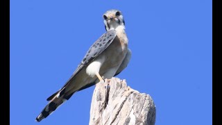 American Kestrel  Falco sparverius  quiriquiri [upl. by Anaerol53]