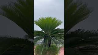 Cycas Plant Growing in container pot plants [upl. by Oicaro]