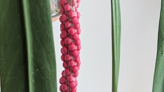 Anthurium Vittarifolium Berry Harvesting [upl. by Yruam371]