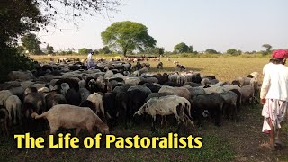 Pastoral Nomads in India full video [upl. by Anirtal]