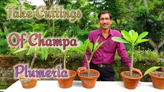 How to grow Cuttings of Champa Plumeria easily [upl. by Aisylla]