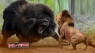 Lion Vs Tibetan Mastiff Video Tibetan Mastiff Vs Lion In a RealFight PITDOG [upl. by Nalced]