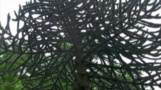 Monkey Puzzle Tree [upl. by Milde923]