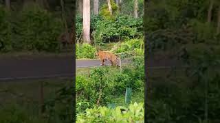 Tiger spotted at masinagudi 🤯🐅 Mudumalai nilgiris ooty masinagudi mudumalai tiger wildlife [upl. by Onirotciv]