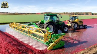 Auf diese Weise ernteten amerikanische Bauern 300 Milliarden Cranberries – die CranberryErnte [upl. by Retnuh]