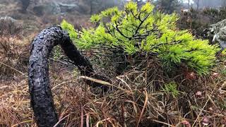 Yamadori Cascade Pine Pinus Sylvestris [upl. by Sallie]