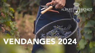 Vendanges 2024 chez Albert Bichot [upl. by Hotze]