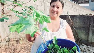 Plantando Mamona Verde No Sistema Agroflorestal diy plants agroforestry garden [upl. by Etnaid]