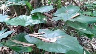 released injured BANDED KRAITBungarus fasciatusSAKHAMUTIRAJSAPVATAMSAPNEUROTOXIC venom [upl. by Tierza30]