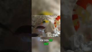 Gotta love that pistol shrimp and hi fin red banded goby pair Aquarium review of Dr Plants build [upl. by Angelis]